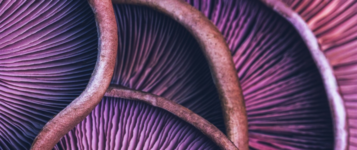 Textured,Background,Of,Purple,Mushrooms,Close-up,,Macro,Photo,With,Selective