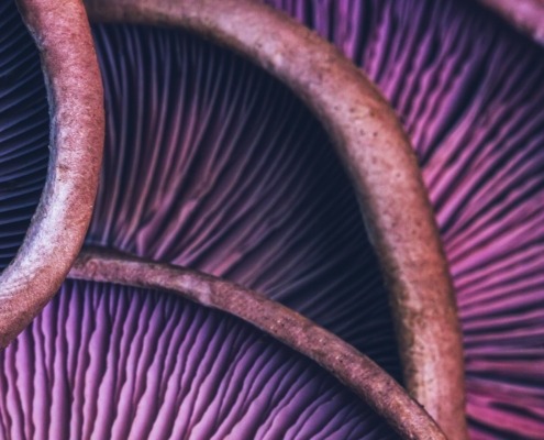 Textured,Background,Of,Purple,Mushrooms,Close-up,,Macro,Photo,With,Selective