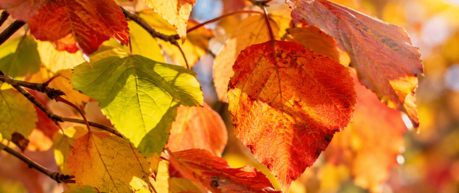 Herbstbild2